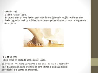 Del 0 al 15% 
El talón ataca el suelo. 
La cadera esta en leve flexión y rotación lateral (giropelviano) la rodilla en leve 
flexión y grosso modo el tobillo, se encuentra perpendicular respecto al segmento 
de la pierna. 
Del 15 al 40 % 
El pie entra en contacto pleno con el suelo. 
La altura del miembro es máxima la cadera se acerca a la rectitud y 
la rodilla mantiene una leve flexión para limitar el desplazamiento 
ascendente del centro de gravedad. 
 