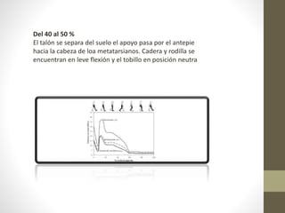 Del 40 al 50 % 
El talón se separa del suelo el apoyo pasa por el antepie 
hacia la cabeza de loa metatarsianos. Cadera y rodilla se 
encuentran en leve flexión y el tobillo en posición neutra 
 