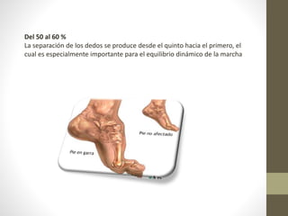 Del 50 al 60 % 
La separación de los dedos se produce desde el quinto hacia el primero, el 
cual es especialmente importante para el equilibrio dinámico de la marcha 
 