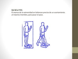 Del 60 al 75% 
El avance de la extremidad en balanceo precisa de un acortamiento 
al máximo miembro, para pasar el paso. 
 