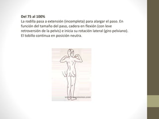 Del 75 al 100% 
La rodilla pasa a extensión (incompleta) para alargar el paso. En 
función del tamaño del paso, cadera en flexión (con leve 
retroversión de la pelvis) e inicia su rotación lateral (giro pelviano). 
El tobillo continua en posición neutra. 
 
