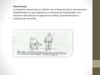 Plano frontal 
La traslación lateral esta en relación con la distancia de las articulaciones 
coxofemorales, lo que implicaría un movimiento considerable si no 
estuviera reducido por el valgo de las rodillas, que disminuyen la 
amplitud del recorrido. 
 