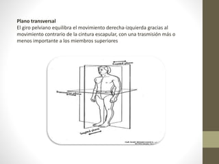 Plano transversal 
El giro pelviano equilibra el movimiento derecha-izquierda gracias al 
movimiento contrario de la cintura escapular, con una trasmisión más o 
menos importante a los miembros superiores 
 