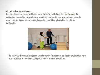 Actividades musculares 
La marcha es un desequilibrio hacia delante, hábilmente mantenido, la 
actividad muscular es mínima, escaso consumo de energía; ocurre todo lo 
contrario en las aceleraciones, frenadas, subidas y bajadas de plano 
inclinado. 
la actividad muscular ejerce una función frenadora, es decir, excéntrica y en 
los sectores articulares con poca variación de amplitud. 
 