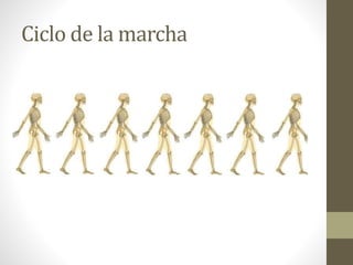 Ciclo de la marcha 
 