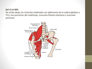 Del 15 al 40% 
De arriba abajo, los músculos implicados son abductores de la cadera (glúteos y 
TFL), tres porciones del cuádriceps, músculos flexores plantares y músculos 
peroneos. 
 