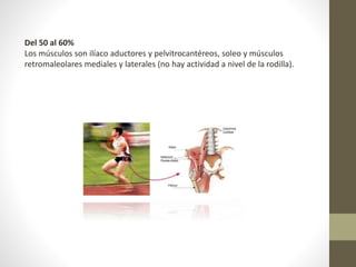 Del 50 al 60% 
Los músculos son ilíaco aductores y pelvitrocantéreos, soleo y músculos 
retromaleolares mediales y laterales (no hay actividad a nivel de la rodilla). 
 