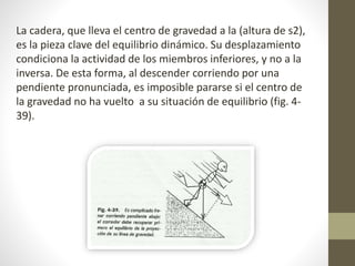 La cadera, que lleva el centro de gravedad a la (altura de s2), 
es la pieza clave del equilibrio dinámico. Su desplazamiento 
condiciona la actividad de los miembros inferiores, y no a la 
inversa. De esta forma, al descender corriendo por una 
pendiente pronunciada, es imposible pararse si el centro de 
la gravedad no ha vuelto a su situación de equilibrio (fig. 4- 
39). 
 