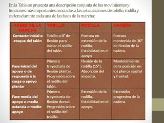 En la Tabla se presenta una descripción conjunta de los movimientos y 
funciones más importantes asociados a las articulaciones de tobillo, rodilla y 
cadera durante cada una de las fases de la marcha: 
 
