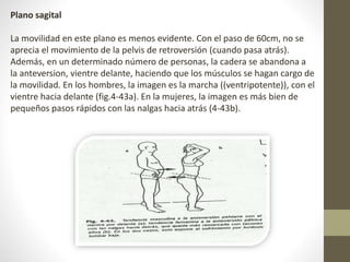 Plano sagital 
La movilidad en este plano es menos evidente. Con el paso de 60cm, no se 
aprecia el movimiento de la pelvis de retroversión (cuando pasa atrás). 
Además, en un determinado número de personas, la cadera se abandona a 
la anteversion, vientre delante, haciendo que los músculos se hagan cargo de 
la movilidad. En los hombres, la imagen es la marcha ((ventripotente)), con el 
vientre hacia delante (fig.4-43a). En la mujeres, la imagen es más bien de 
pequeños pasos rápidos con las nalgas hacia atrás (4-43b). 
 