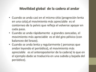 Movilidad global de la cadera al andar 
• Cuando se anda casi en el mismo sitio (progresión lenta 
en una cola),el movimiento más apreciable es el 
contorneo de la pelvis que refleja el volverse apoyar en 
cada paso. 
• Cuando se anda rápidamente a grandes zancadas, el 
movimiento más apreciable es el del giro pélvico (con 
balanceo del brazo). 
• Cuando se anda lenta y regularmente ( personas que 
andan leyendo el periódico), el movimiento más 
apreciable es el anteroposterior de la cadera( lo que en 
el ejemplo dado se traduciría en una subida y bajada del 
periódico). 
 