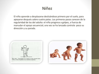 Niñez 
El niño aprende a desplazarse deslizándose primero por el suelo, para 
apoyarse después sobre cuatro patas. Los primeros pasos carecen de la 
regularidad de los del adulto: el niño progresa a golpes, a fuerza de 
reanudar el apoyo secuencial; una vez se ha lanzado controla poco su 
dirección y su parada. 
 