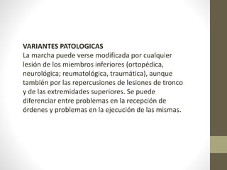 VARIANTES PATOLOGICAS 
La marcha puede verse modificada por cualquier 
lesión de los miembros inferiores (ortopédica, 
neurológica; reumatológica, traumática), aunque 
también por las repercusiones de lesiones de tronco 
y de las extremidades superiores. Se puede 
diferenciar entre problemas en la recepción de 
órdenes y problemas en la ejecución de las mismas. 
 