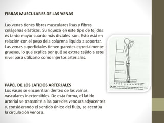 FIBRAS MUSCULARES DE LAS VENAS 
Las venas tienes fibras musculares lisas y fibras 
colágenas elásticas. Su riqueza en este tipo de tejidos 
es tanto mayor cuanto más distales son. Esto está en 
relación con el peso dela columna liquida a soportar. 
Las venas superficiales tienen paredes especialmente 
gruesas, lo que explica por qué se extrae tejido a este 
nivel para utilizarlo como injertos arteriales. 
PAPEL DE LOS LATIDOS ARTERIALES 
Los vasos se encuentran dentro de las vainas 
vasculares inextensibles. De esta forma, el latido 
arterial se transmite a las paredes venosas adyacentes 
y, considerando el sentido único del flujo, se acentúa 
la circulación venosa. 
 