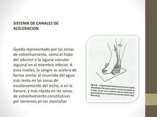 SISTEMA DE CANALES DE 
ACELERACION 
Queda representado por las zonas 
de estrechamiento, como el hiato 
del aductor o la laguna vascular 
inguinal en el miembro inferior. A 
esos niveles, la sangre se acelera de 
forma similar al recorrido del agua: 
más lenta en las zonas de 
escalonamiento del lecho, o en la 
llanura, y más rápida en las zonas 
de estrechamiento constitutivas 
por torrentes en las montañas 
 