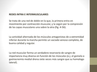REDES INTRA E INTERMUSCULARES 
Se trata de una red de doble en la que, la primera entra en 
movimiento por contracción muscular, y la según por la compresión 
de las capas musculares una sobre la otra (fig. 4-56). 
La actividad alternada de los músculos antagonistas de a extremidad 
inferior durante la marcha permite un vaciado venoso completo, de 
buena calidad y regular. 
La red muscular forma un verdadero reservorio de sangre de 
importancia muy diversa en función de los músculos (e.j. el gemelo o 
gastrocnemio medial drena siete veces más sangre que su homologo 
lateral). 
 