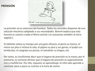 PRENSIÓN 
La prensión no es exclusiva del hombre. Todos los animales disponen de una 
solución mecánica adaptada a sus necesidades. Bonnel explica que esta 
función es común a todo el Reino animal ( en ocasiones también al reino 
vegetal ). 
El elefante utiliza su trompa con una gran eficacia, el perro su hocico, el 
mono sus pies e incluso la cola, el pájaro su pico y sus garras, el pulpo sus 
tentáculos, el cangrejo sus pinzas, el camaleón su lengua, etc. 
Por tanto, es insuficiente decir que el órgano de prensión es la mano; por el 
contrario, es correcto afirmar que el órgano de prensión es especialmente 
rico y multiforme. Por ello, requiere un aprendizaje: el niño sólo aprende a 
controlar poco a poco su cuchara a la hora de comer. 
 