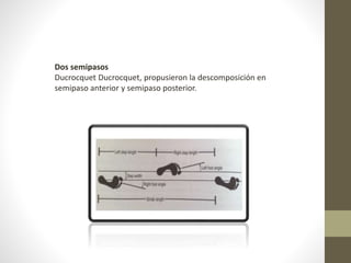 Dos semipasos 
Ducrocquet Ducrocquet, propusieron la descomposición en 
semipaso anterior y semipaso posterior. 
 