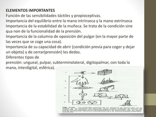 ELEMENTOS IMPORTANTES 
Función de las sensibilidades táctiles y propioceptivas. 
Importancia del equilibrio entre la mano intrínseca y la mano extrínseca 
Importancia de la estabilidad de la muñeca. Se trata de la condición sine 
qua non de la funcionalidad de la prensión. 
Importancia de la columna de oposición del pulgar (en la mayor parte de 
las veces que se coge una cosa). 
Importancia de su capacidad de abrir (condición previa para coger y dejar 
un objeto) y de cerrar(prensión) los dedos. 
Diferentes tipos de 
prensión: ungueal, pulpar, subterminolateral, digitopalmar, con toda la 
mano, interdigital, esférica). 
 
