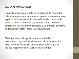 CADENAS FUNCIONALES 
La postura humana revela un desafío: el de conjuntar 
estructuras alargadas en altura, capaces de moverse en el 
espacio tridimensional. Las superficies de contacto de 
hueso a hueso son mínimas, los músculos son de una 
dimensión relativamente reducida y se alargan en forma 
de tendones rectos hacia la articulaciones . 
El conjunto constituye la sede una actividad 
económica capaz de funcionar con eficacia todos los 
días , durante horas, sin una considerable fatiga, e 
incluso respondiendo a esfuerzos añadidos . 
 