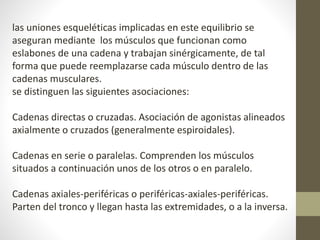 las uniones esqueléticas implicadas en este equilibrio se 
aseguran mediante los músculos que funcionan como 
eslabones de una cadena y trabajan sinérgicamente, de tal 
forma que puede reemplazarse cada músculo dentro de las 
cadenas musculares. 
se distinguen las siguientes asociaciones: 
Cadenas directas o cruzadas. Asociación de agonistas alineados 
axialmente o cruzados (generalmente espiroidales). 
Cadenas en serie o paralelas. Comprenden los músculos 
situados a continuación unos de los otros o en paralelo. 
Cadenas axiales-periféricas o periféricas-axiales-periféricas. 
Parten del tronco y llegan hasta las extremidades, o a la inversa. 
 