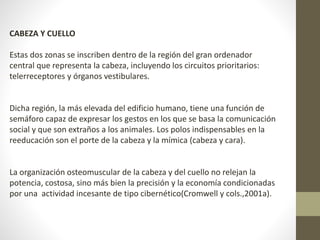 CABEZA Y CUELLO 
Estas dos zonas se inscriben dentro de la región del gran ordenador 
central que representa la cabeza, incluyendo los circuitos prioritarios: 
telerreceptores y órganos vestibulares. 
Dicha región, la más elevada del edificio humano, tiene una función de 
semáforo capaz de expresar los gestos en los que se basa la comunicación 
social y que son extraños a los animales. Los polos indispensables en la 
reeducación son el porte de la cabeza y la mímica (cabeza y cara). 
La organización osteomuscular de la cabeza y del cuello no relejan la 
potencia, costosa, sino más bien la precisión y la economía condicionadas 
por una actividad incesante de tipo cibernético(Cromwell y cols.,2001a). 
 