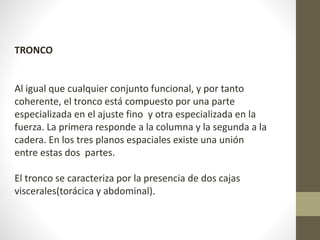 TRONCO 
Al igual que cualquier conjunto funcional, y por tanto 
coherente, el tronco está compuesto por una parte 
especializada en el ajuste fino y otra especializada en la 
fuerza. La primera responde a la columna y la segunda a la 
cadera. En los tres planos espaciales existe una unión 
entre estas dos partes. 
El tronco se caracteriza por la presencia de dos cajas 
viscerales(torácica y abdominal). 
 