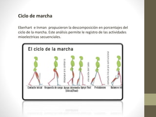 Ciclo de marcha 
Eberhart e Inman propusieron la descomposición en porcentajes del 
ciclo de la marcha. Este análisis permite le registro de las actividades 
mioelectricas secuenciales. 
 