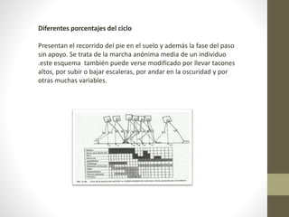 Diferentes porcentajes del ciclo 
Presentan el recorrido del pie en el suelo y además la fase del paso 
sin apoyo. Se trata de la marcha anónima media de un individuo 
.este esquema también puede verse modificado por llevar tacones 
altos, por subir o bajar escaleras, por andar en la oscuridad y por 
otras muchas variables. 
 