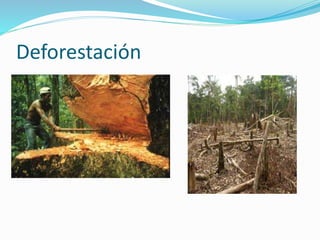 Deforestación 
 