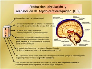 Estructura del Sistema Nervioso | PPTX