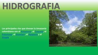 Los principales ríos que drenan la Amazonia 
colombiana son el Amazonas, el Caquetá, el 
Putumayo, el Guaviare, el Apaporis y el 
Vaupés. 
 