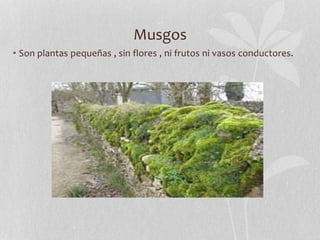 Musgos
• Son plantas pequeñas , sin flores , ni frutos ni vasos conductores.
 