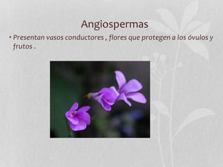 Angiospermas
• Presentan vasos conductores , flores que protegen a los óvulos y
frutos .
 