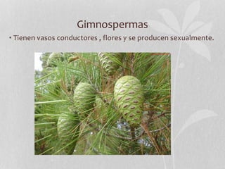 Gimnospermas
• Tienen vasos conductores , flores y se producen sexualmente.
 