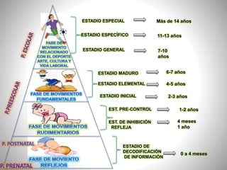 ESTADIO ESPECIAL
ESTADIO ESPECÍFICO
ESTADIO GENERAL
ESTADIO MADURO
ESTADIO ELEMENTAL
ESTADIO INICIAL
EST. PRE-CONTROL
EST. DE INHIBICIÓN
REFLEJA
ESTADIO DE
DECODIFICACIÓN
DE INFORMACIÓN
Más de 14 años
11-13 años
7-10
años
6-7 años
4-5 años
2-3 años
1-2 años
4 meses
1 año
0 a 4 meses
 