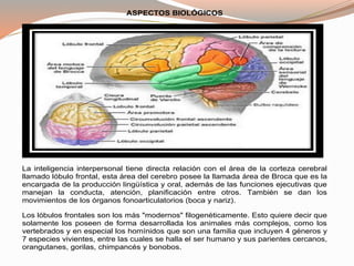 ASPECTOS BIOLÓGICOS 
La inteligencia interpersonal tiene directa relación con el área de la corteza cerebral 
llamado lóbulo frontal, esta área del cerebro posee la llamada área de Broca que es la 
encargada de la producción lingüística y oral, además de las funciones ejecutivas que 
manejan la conducta, atención, planificación entre otros. También se dan los 
movimientos de los órganos fonoarticulatorios (boca y nariz). 
Los lóbulos frontales son los más "modernos" filogenéticamente. Esto quiere decir que 
solamente los poseen de forma desarrollada los animales más complejos, como los 
vertebrados y en especial los homínidos que son una familia que incluyen 4 géneros y 
7 especies vivientes, entre las cuales se halla el ser humano y sus parientes cercanos, 
orangutanes, gorilas, chimpancés y bonobos. 
 