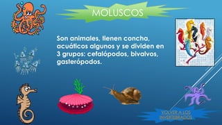 MOLUSCOS 
Son animales, tienen concha, 
acuáticos algunos y se dividen en 
3 grupos: cefalópodos, bivalvos, 
gasterópodos. 
VOLVER A LOS 
INVERTEBRADOS 
 