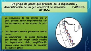 Un grupo de genes que proviene de la duplicación y 
diversificación de un gen ancestral se denomina FAMILIA 
GÉNICA 
• La secuencia de los exones de un 
gen, pueden estar emparentados con 
las secuencias de los exones de otro 
gen. 
• Los intrones suelen parecerse mucho 
menos 
• La abundancia de genes formados 
por exones con origen común resalta 
la importancia dela amplificación 
génica como mecanismo de creación 
de nuevos genes 
 