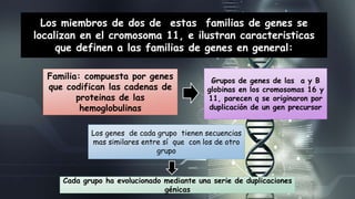 Los miembros de dos de estas familias de genes se 
localizan en el cromosoma 11, e ilustran caracteristicas 
que definen a las familias de genes en general: 
Familia: compuesta por genes 
que codifican las cadenas de 
proteinas de las 
hemoglobulinas 
Grupos de genes de las a y B 
globinas en los cromosomas 16 y 
11, parecen q se originaron por 
duplicación de un gen precursor 
Los genes de cada grupo tienen secuencias 
mas similares entre sí que con los de otro 
grupo 
Cada grupo ha evolucionado mediante una serie de duplicaciones 
génicas 
 