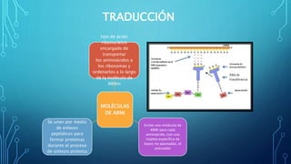 TRADUCCIÓN 
tipo de ácido 
ribonucleico 
encargado de 
transportar 
los aminoácidos a 
los ribosomas y 
ordenarlos a lo largo 
de la molécula de 
ARNm 
MOLÉCULAS 
DE ARNt 
Existe una molécula de 
ARNt para cada 
aminoácido, con una 
tripleta específica de 
bases no apareadas, el 
anticodón 
Se unen por medio 
de enlaces 
peptídicos para 
formar proteínas 
durante el proceso 
de síntesis proteica 
 