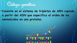 Código genético 
•Consiste en el sistema de tripletes de ARN copiado 
a partir del ADN que especifica el orden de los 
aminoácidos en una proteína. 
 