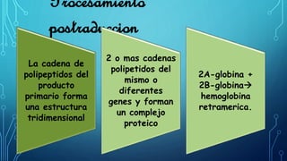 Procesamiento 
postraduccion 
La cadena de 
polipeptidos del 
producto 
primario forma 
una estructura 
tridimensional 
2 o mas cadenas 
polipetidos del 
mismo o 
diferentes 
genes y forman 
un complejo 
proteico 
2A-globina + 
2B-globina 
hemoglobina 
retramerica. 
 