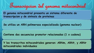 Transcripcion del genoma mitocondrial 
El genoma mitocondrial presenta un sistema diferente de 
transcripcion y de sintesis de proteinas 
Se utiliza un ARN polimerasa especializada (genoma nuclear) 
Contiene dos secuencias promotor relacionadas (1 x cadena) 
Y los transcritos mitocondriales generan: ARNm, ARNt, y ARNr 
mitocondriales individuales 
 