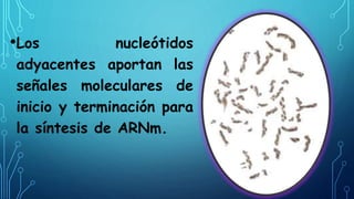 •Los nucleótidos 
adyacentes aportan las 
señales moleculares de 
inicio y terminación para 
la síntesis de ARNm. 
 