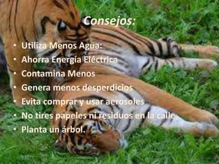 Consejos: 
• Utiliza Menos Agua: 
• Ahorra Energía Eléctrica 
• Contamina Menos 
• Genera menos desperdicios 
• Evita comprar y usar aerosoles 
• No tires papeles ni residuos en la calle 
• Planta un árbol. 
 