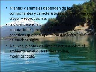 • Plantas y animales dependen de los 
componentes y características del medio para 
crecer y reproducirse. 
• Los seres vivos se ajustan al medio mediante 
adaptaciones producidas por cambios 
genéticos que han aparecido a lo largo 
de muchos siglos. 
• A su vez, plantas y animales actúan sobre el 
ambiente en el que se desarrollan, 
modificándolo. 
 