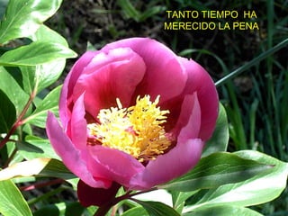 TANTO TIEMPO HA 
MERECIDO LA PENA 
 