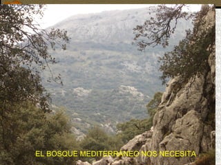 EL BOSQUE MEDITERRÁNEO NOS NECESITA 
 