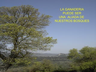LA GANADERIA 
PUEDE SER 
UNA ALIADA DE 
NUESTROS BOSQUES 
 
